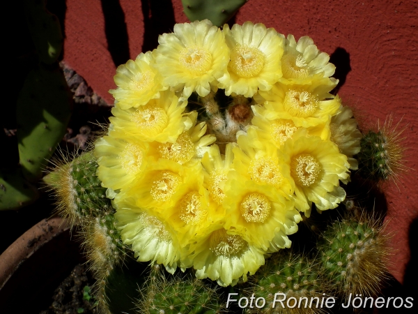 Parodia magnifica